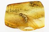 Detailed Fossil Winged Termite (Isoptera) In Baltic Amber #352799-1